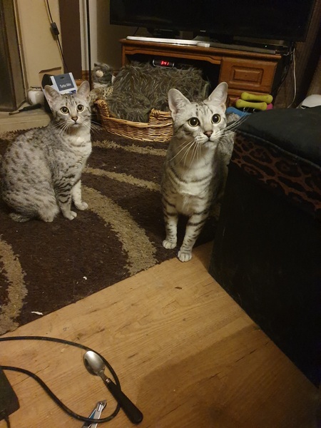 Cats or Dogs, if only on species could survive?