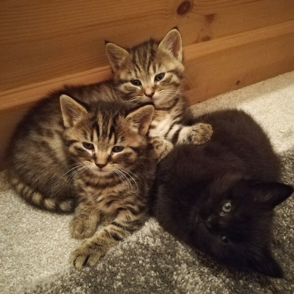 Giving kitten to someone in a flat? Is it cruel?