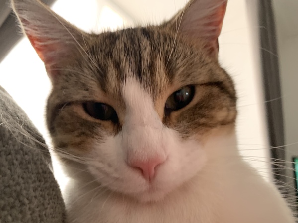 Weird cat advert anyone?