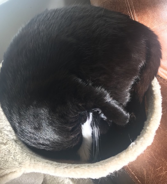 Westminstenders: The Schlong Extension