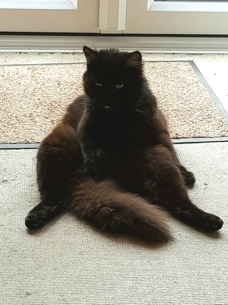 What's your DCat up to today? (Thread 7!)