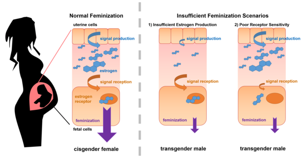 Are there identifiable causes for being trans?