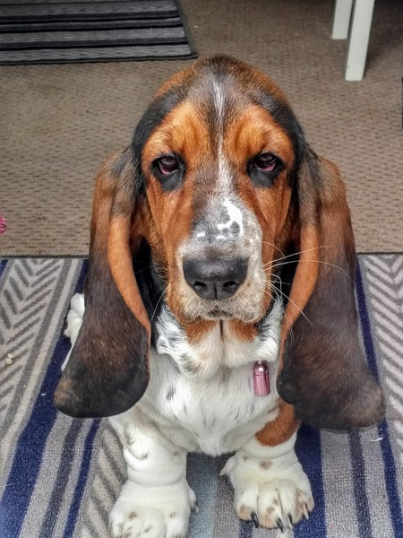 Your favourite dog breed?
