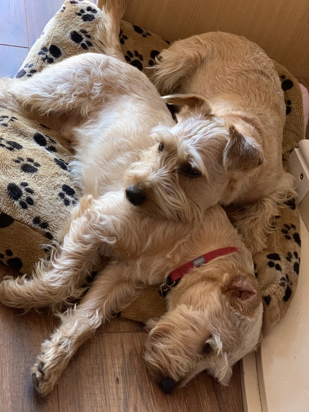 Your favourite dog breed?