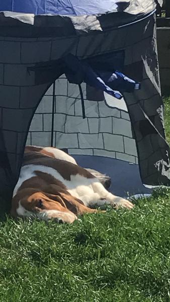A lovely thread full of dog photos in the sun
