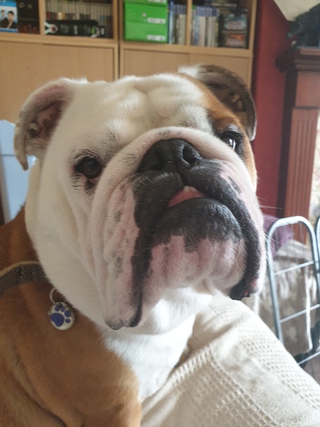 Is it possible to love dogs too much?