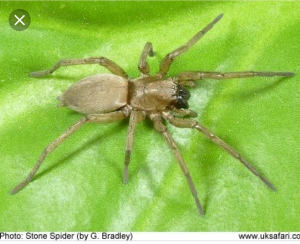 What sort of spider is this? WARNING PHOTO ATTACHED