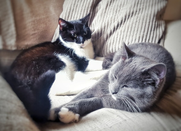 How did you meet your cat(s)?