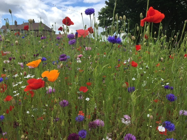 Odd gardening one.