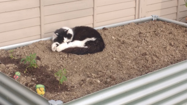 Your cat's favourite baked potato filling - testers here