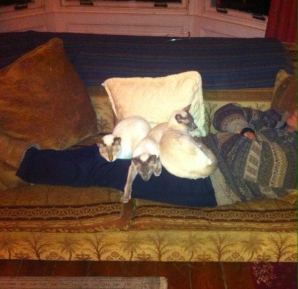 Westminstenders: The gall of the french