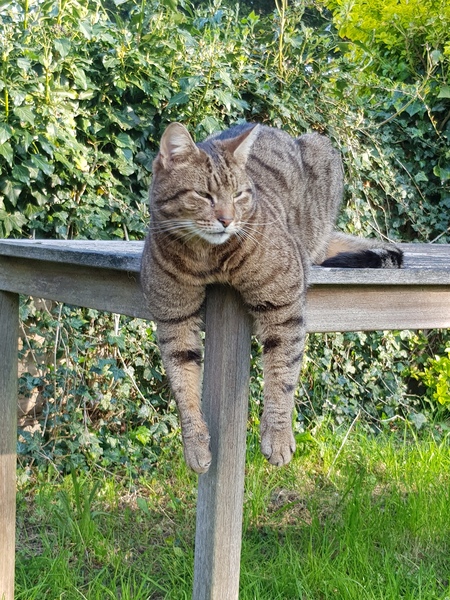 Next door's -thug- cat