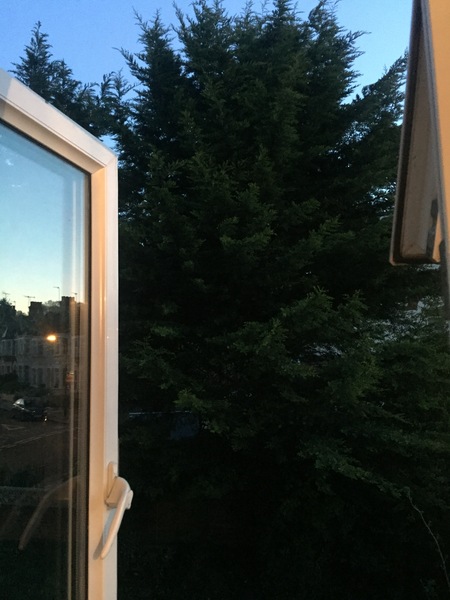 Tree in garden.