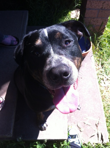 Having our beautiful boy PTS tomorrow