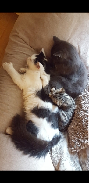 Whats your Cats name?