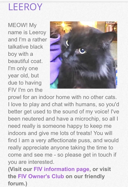 How did you meet your cat(s)?