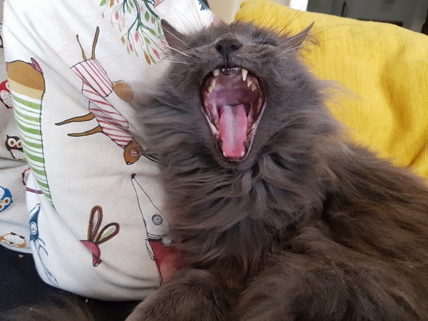 What's your DCat up to today? (Thread 7!)