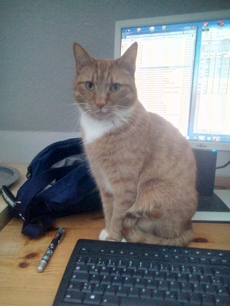 How did you meet your cat(s)?