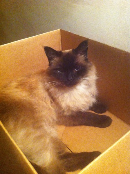 Do you have a ragdoll?