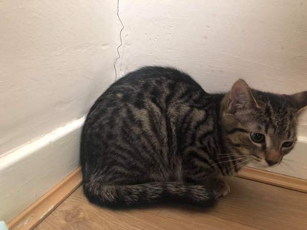 Made a rookie mistake and new rescue kitten spending his first day under the sofa