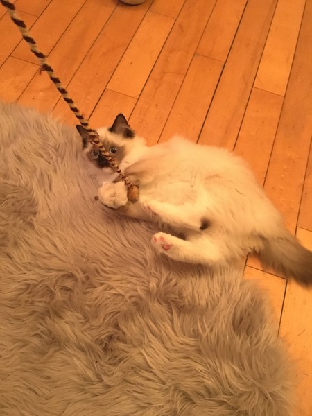 Do you have a ragdoll?