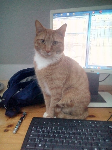 You like looking at cats you say?