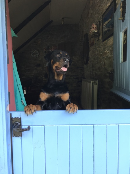 To get a German shepherd for safety?