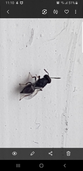 What's this bug please?