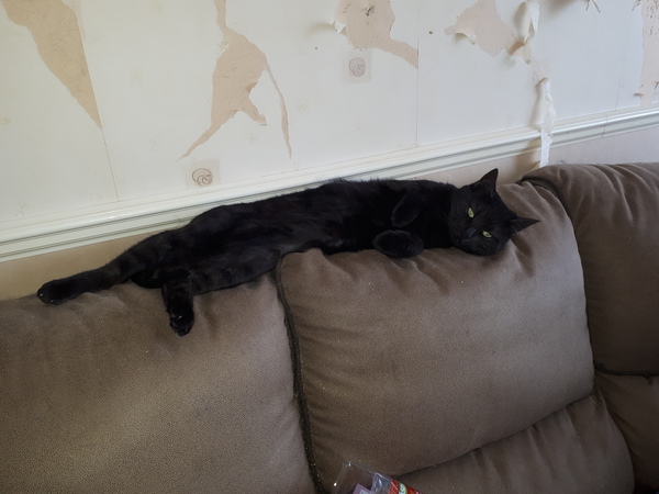 Cat sleeping stretched out