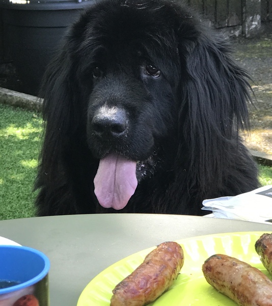 A lovely thread full of dog photos in the sun