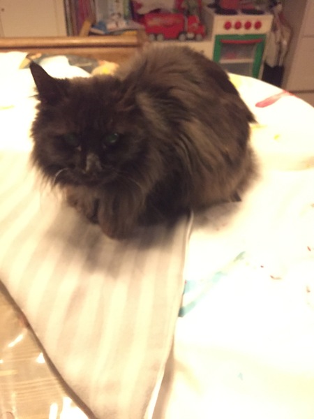 I want a cat, but how do I make sure I get one that’s not an arsehole?