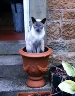 Westminstenders: Compromise is a difficult word