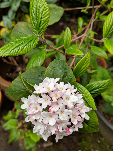 What is this fragrant shrub?
