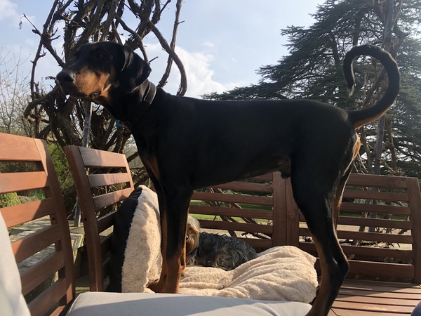 Your favourite dog breed?