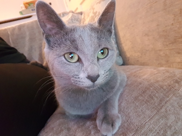 Is there something wrong with my cat?