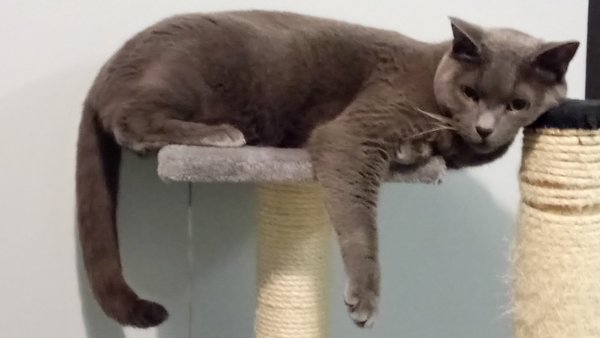 Cats or Dogs, if only on species could survive?