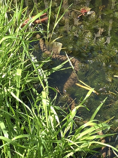 Found an adder 🐍 in the garden today