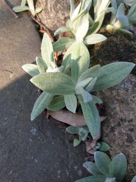 Plant ID - Lamb's Ear?