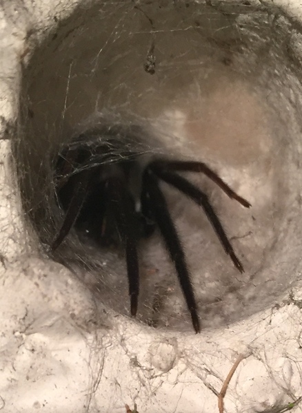 Spider identification please - ***PICTURE!***