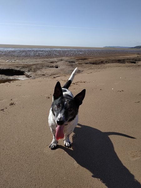 A lovely thread full of dog photos in the sun