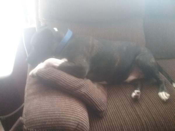 Best food for slimming down a tubby Staffy x
