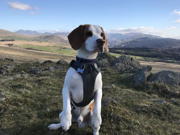 A lovely thread full of dog photos in the sun