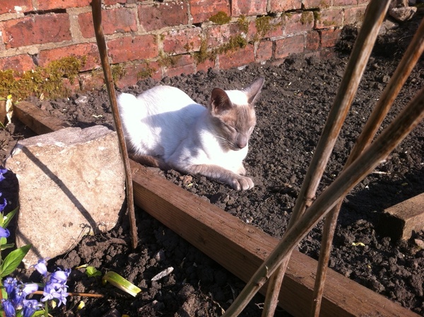 Westminstenders: For Whom the Bell Tolls