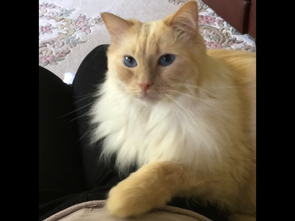 Do you have a ragdoll?