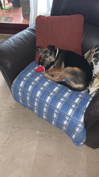 Rescue dogs