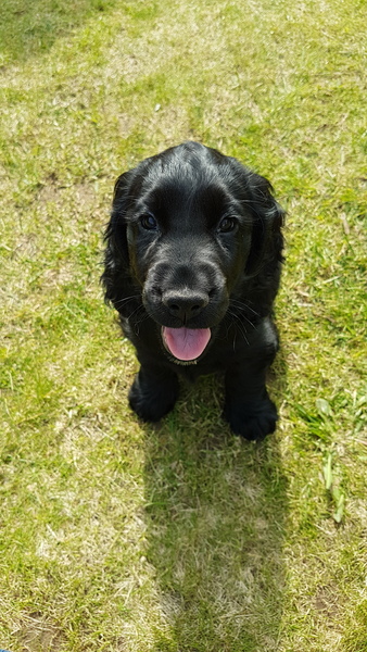 A lovely thread full of dog photos in the sun
