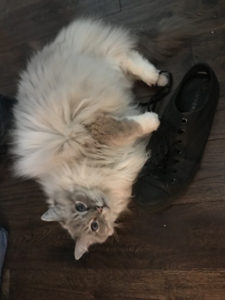 Do you have a ragdoll?