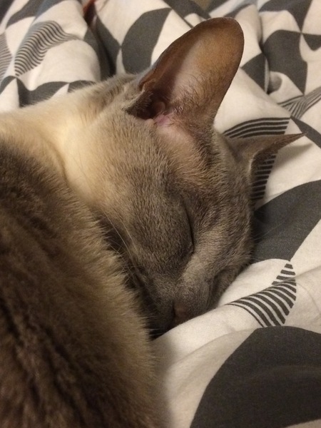 Westminstenders: Why the Irish Border isn't a Remain/EU Plot