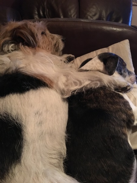 Your favourite dog breed?