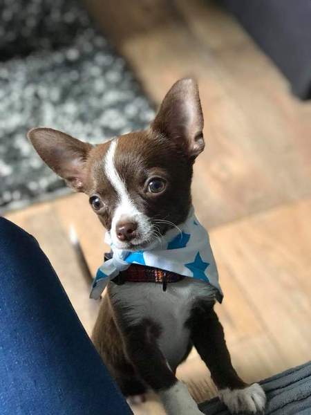 Your favourite dog breed?